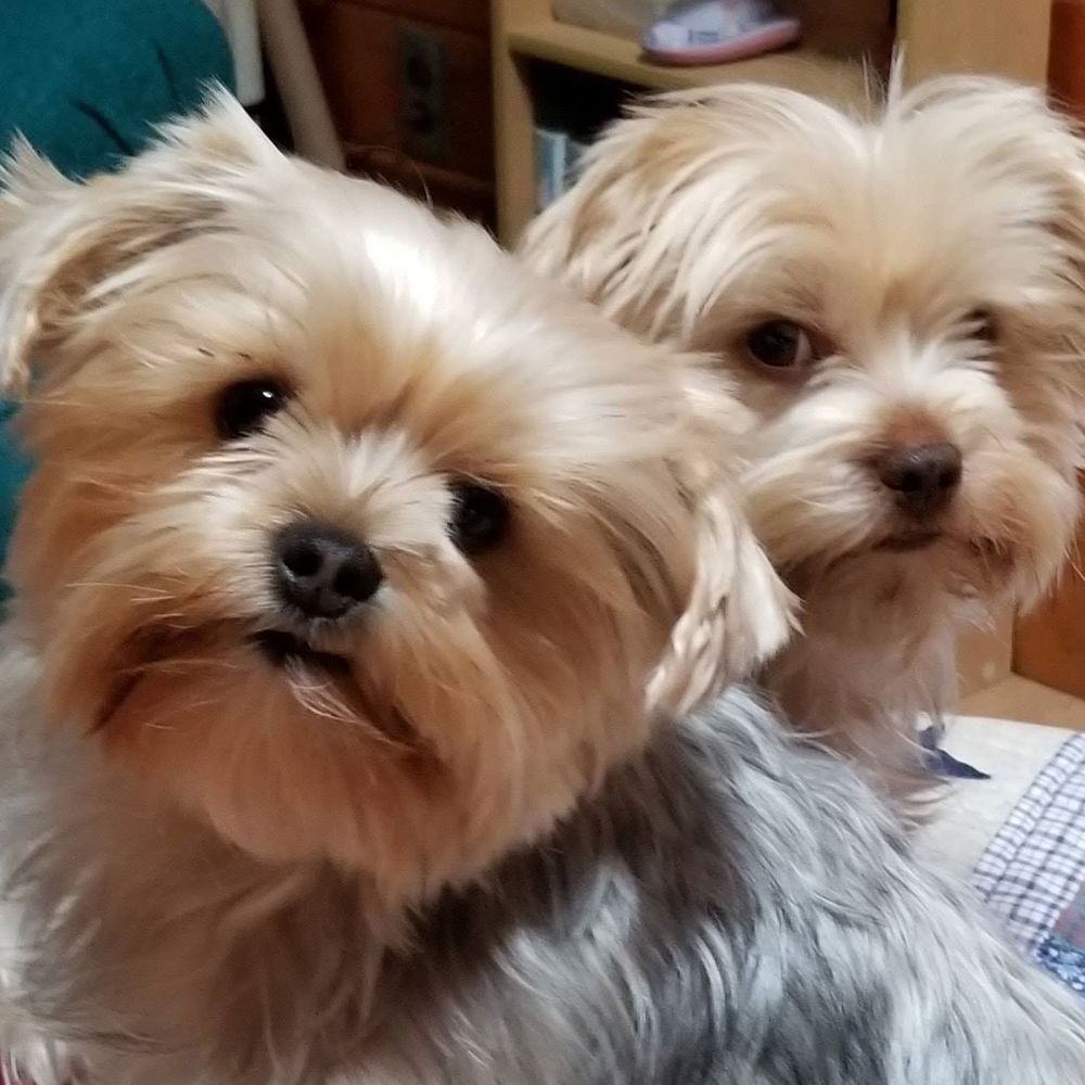 Meet your Posher, Carole